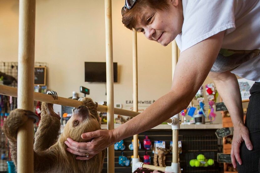  Store owner Deana Otis pets Sandy the sloth at EarthWise Pet Supply. Sandy lives in a...