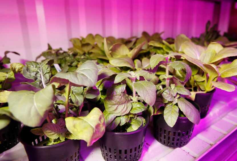 Glenn Behrman, founder of GreenTech Agro created the Growtainer located at Texas A&M...