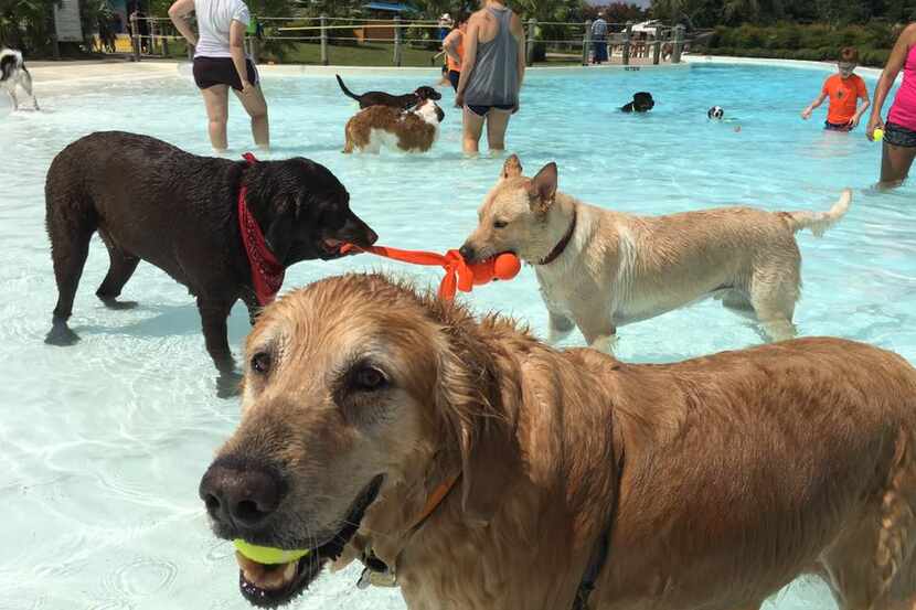This year's doggy swim days are continuing with Bahama Beach's Poochie Plunge on Saturday....
