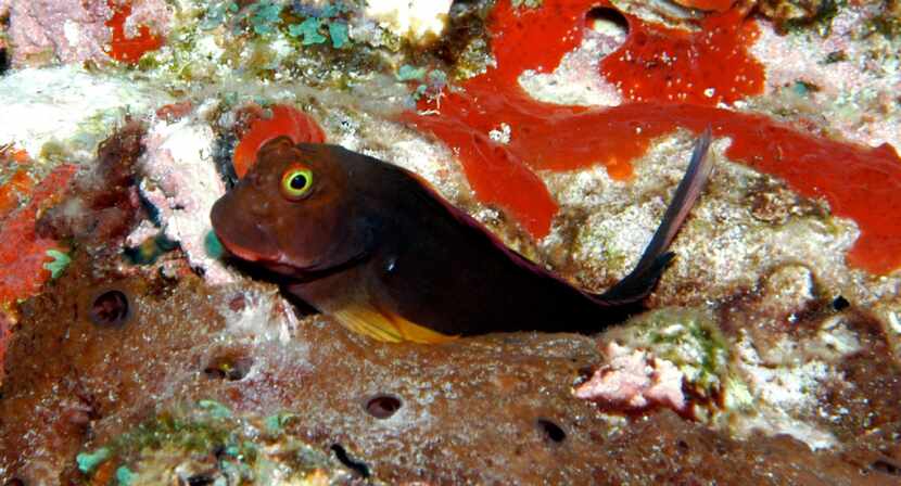 A Redlip Blenny perches on top of a coral head, resting on its pelvic fins. (G.P....