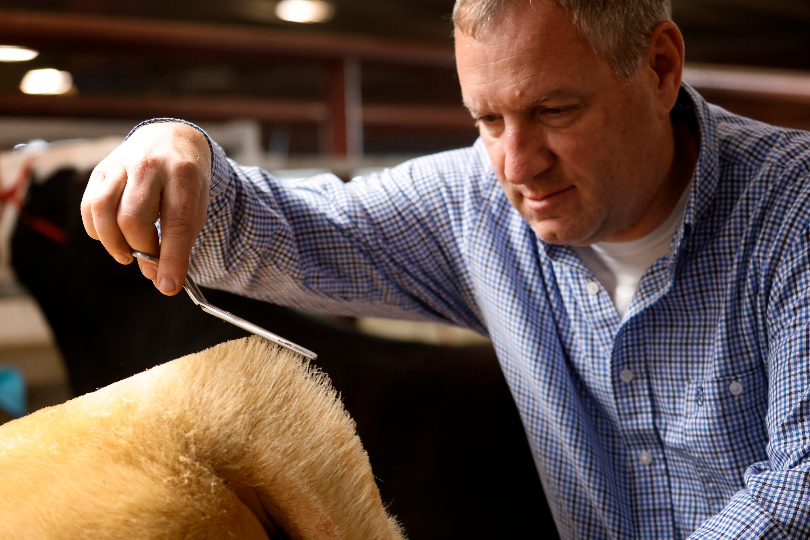 Professional groomer David Bradford uses sheers to groom the tail of Pluto, a heavyweight...