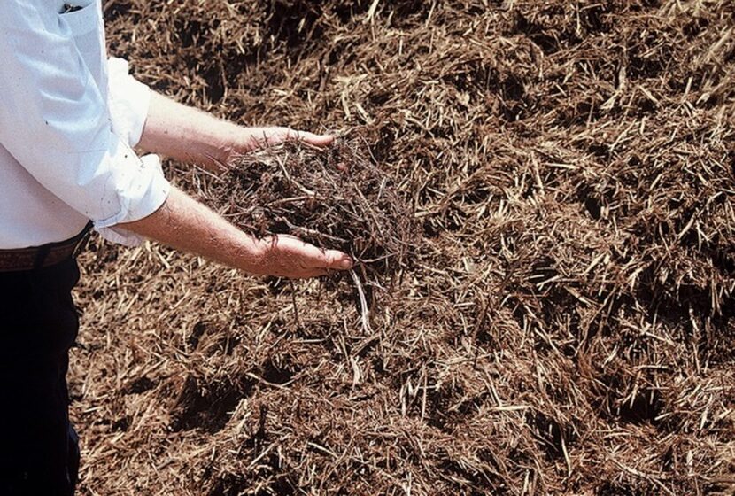 Shredded native tree trimmings (in this case cedar) make the best choice for mulch.