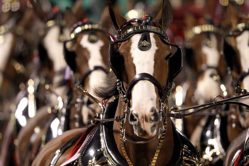 Los icónicos caballos Clydesdales de Budweiser no estarán presentes en los comerciales de...