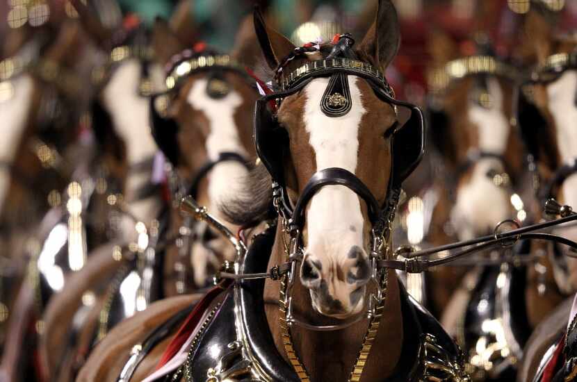 The Budweiser Clydesdales (File Photo/Getty Images)
