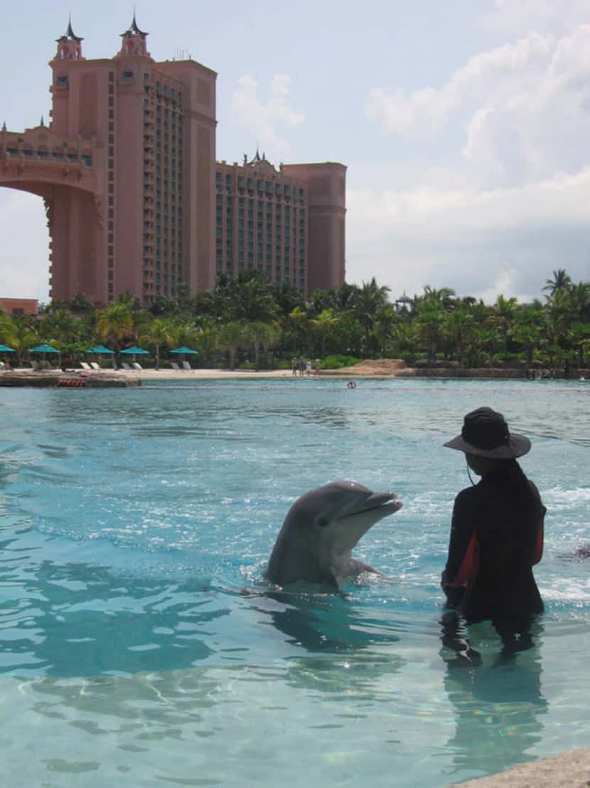A dolphin and trainer work in a pool at the Atlantis Paradise Island Resort in the Bahamas. 
