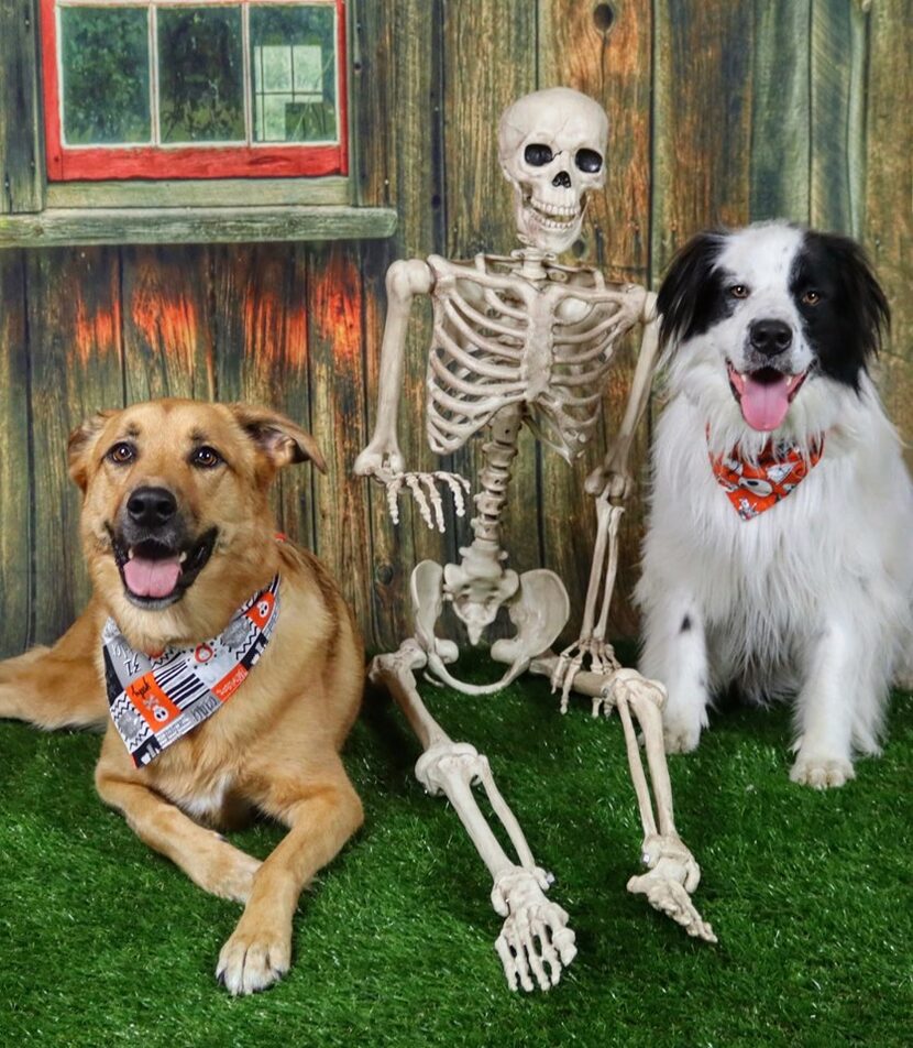 Get a Halloween portrait taken Saturday at Ewing Subaru of Plano.