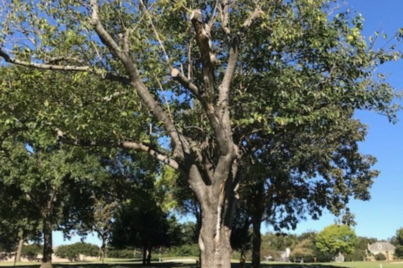 The fruitless mulberry tree has no redeeming value, says Howard Garrett.