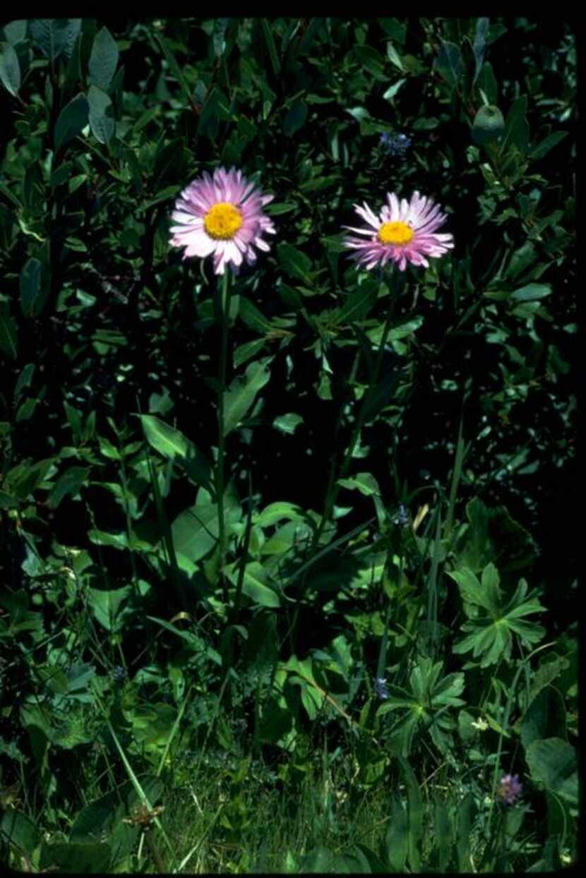 
Erigeron peregrinus, commonly called fleabane, is a perennial daisy. 
