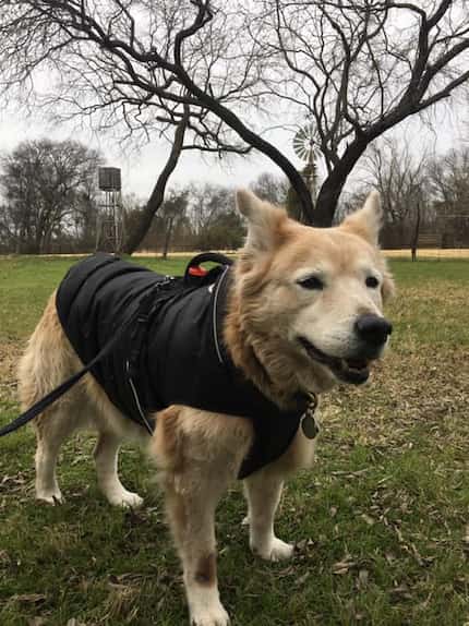 B.K. recently attended a dog-friendly walk  at Cedar Hill State Park.