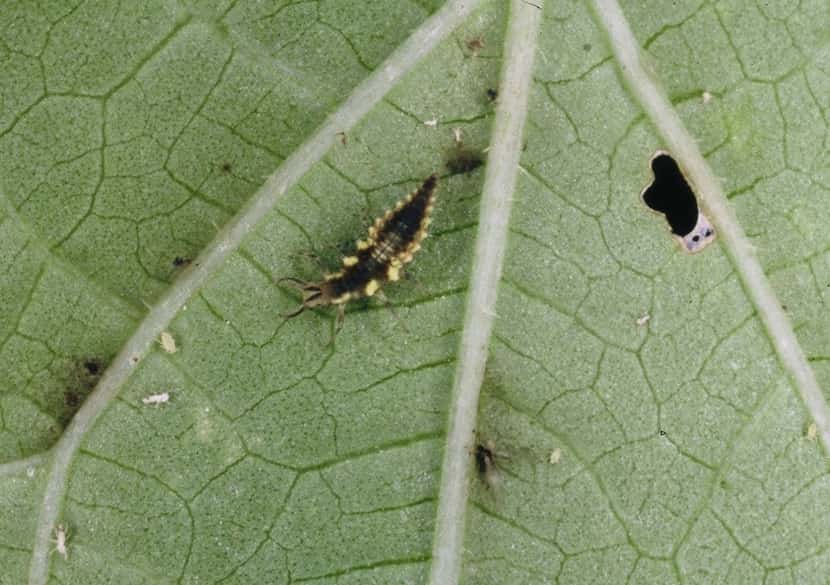 A green lacewing larva feeds on small insect pests.