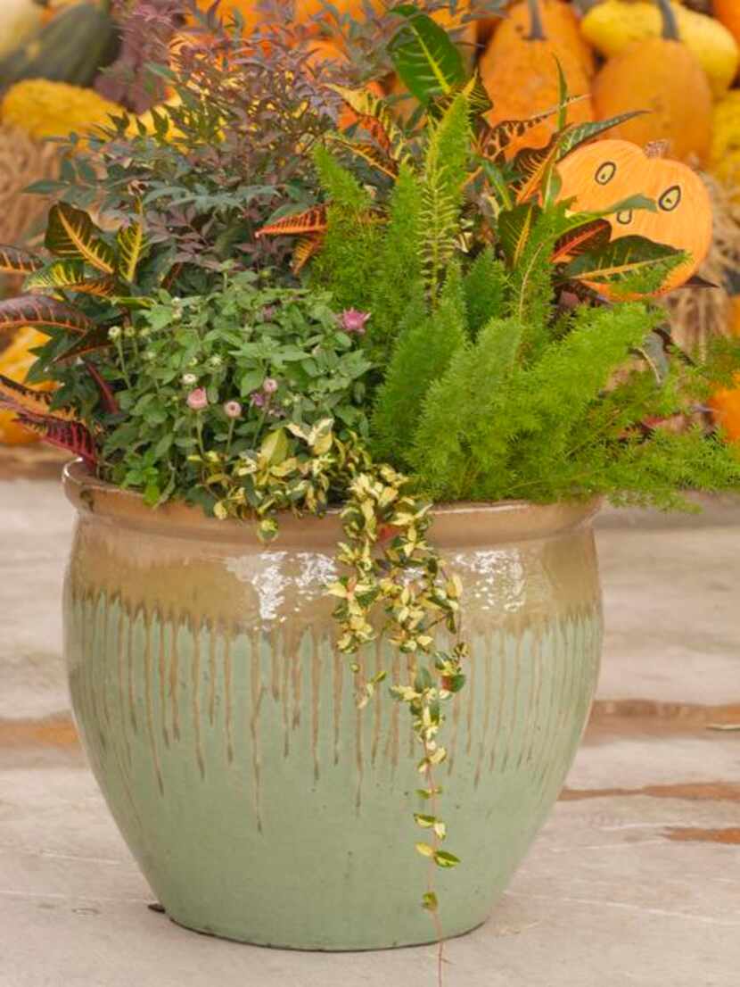 
A large ceramic flower pot at Calloway’s north Arlington store is instantly full....