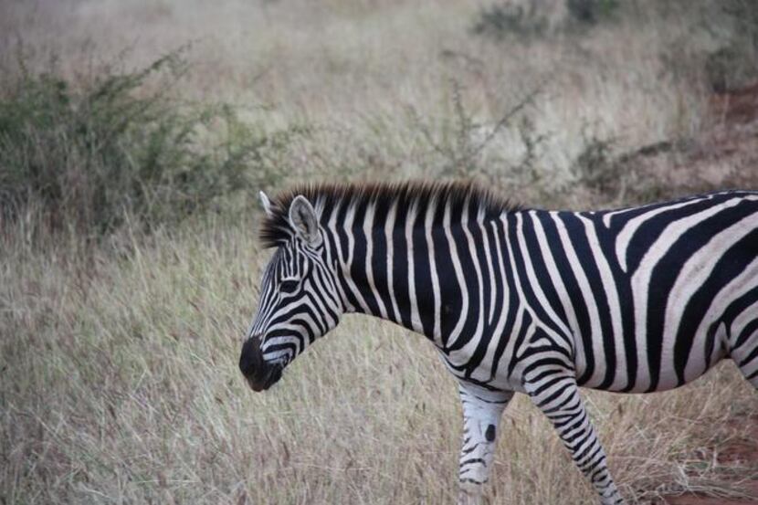 
New research suggests that the distinctive stripes of a zebra, pictured here in Madikwe,...