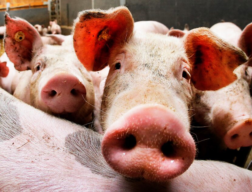 Pigs look into the camera in a stall of a pig farmer who has 800 pigs in Frankfurt, Germany,...