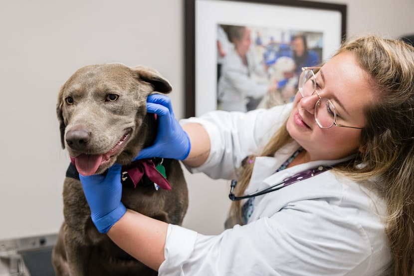 Texas A&M veterinary students caring for patients at the College of Veterinary Medicine &...