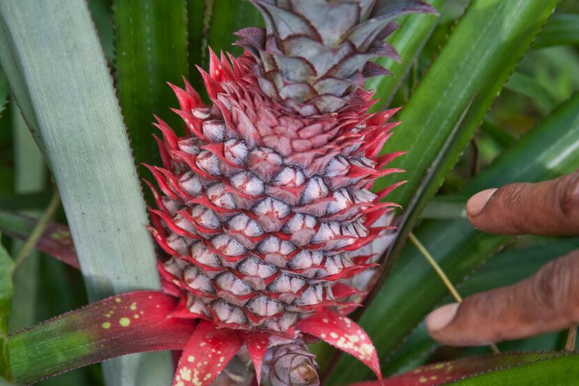 Native Fijian pineapple looks as good as it tastes, Viti Levu, Fiji Islands. (Steve...