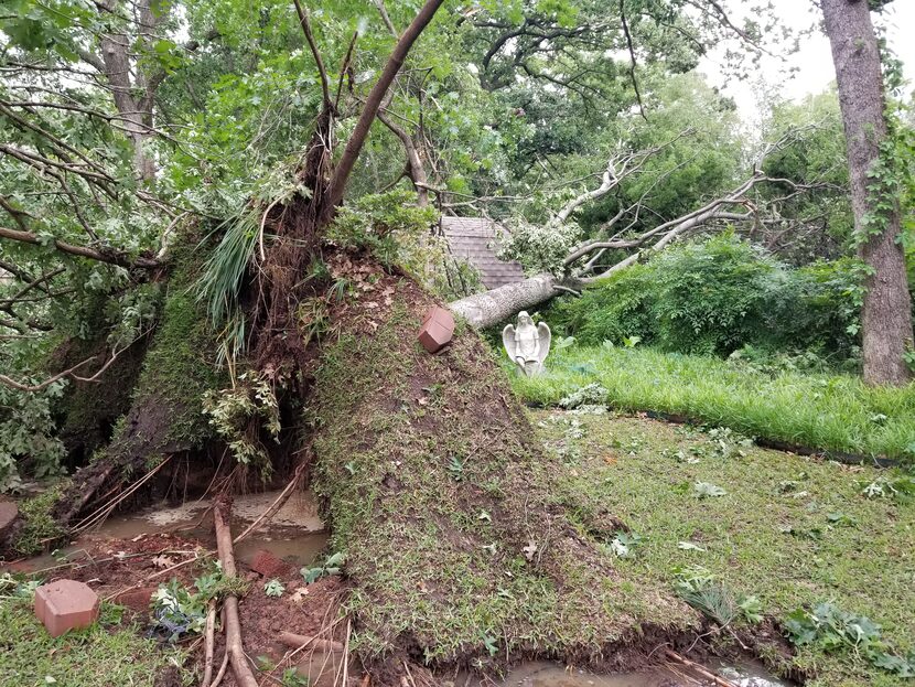 Jane Welborn said seven trees fell on her property during a tornado in Denton Tuesday...