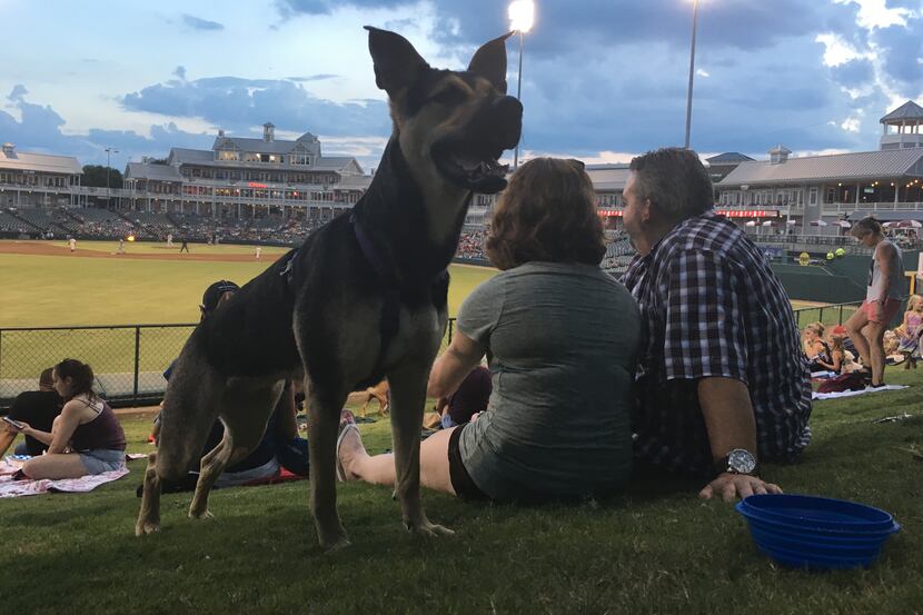 The Frisco RoughRiders' first Bark in the Park game of the season is Saturday. (2016 File...