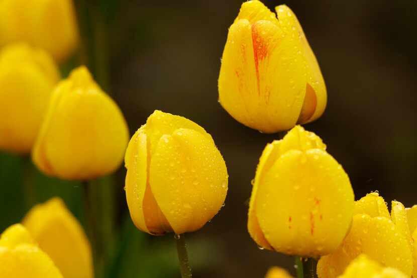 Tulips planted in a field near Mount Vernon, Wash. glisten with rain drops. The area is host...