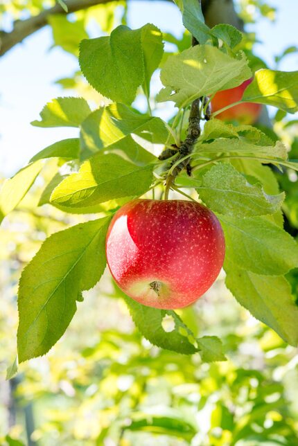 Red Gala apples