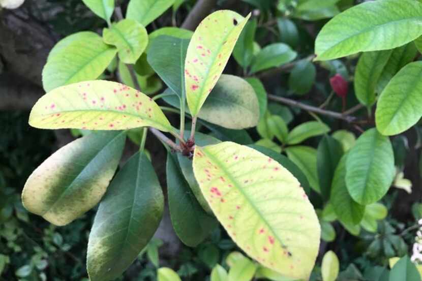 Photinias are susceptible to red tip photinia (Photinia fraseri) disease.