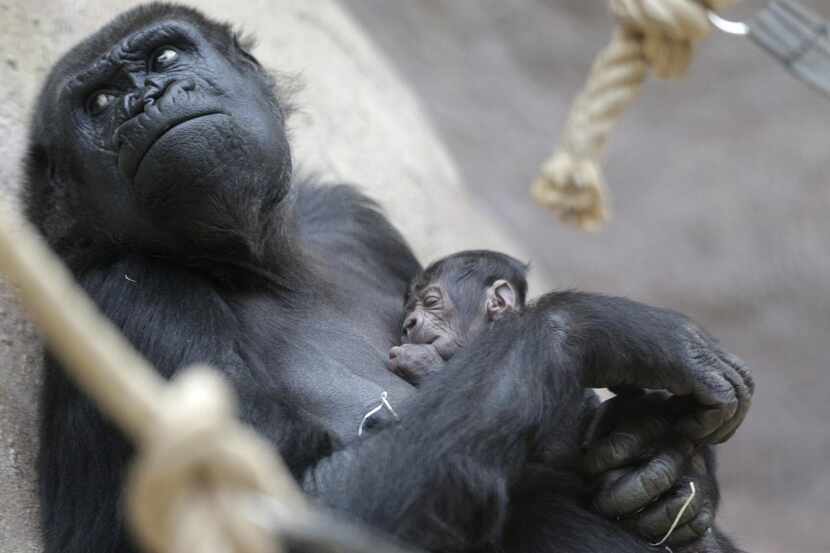 Shinda dio a luz en el zoológico de Praga. Se pensaba que la gorila ya no iba a dar crías....
