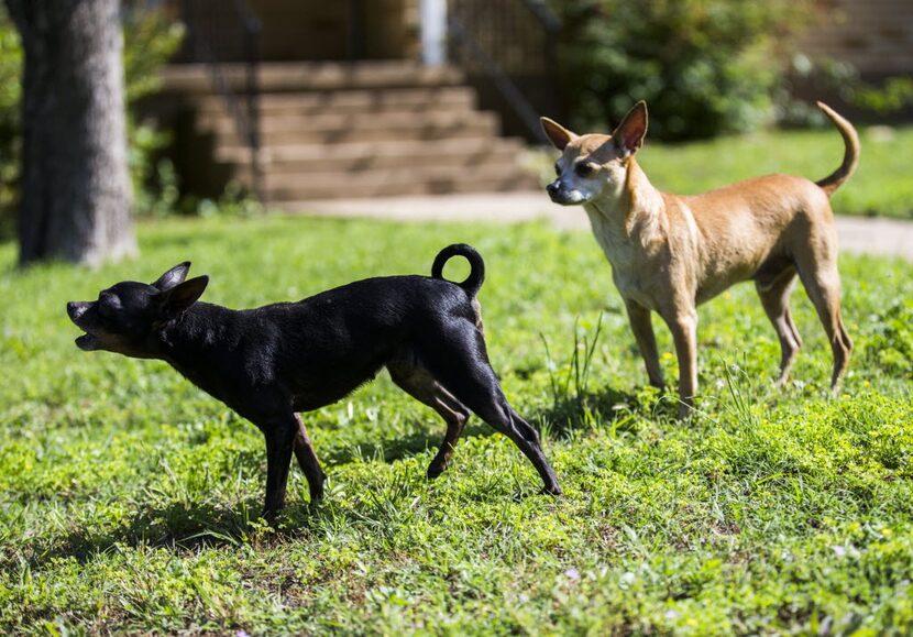 Loose dogs without collars bark at cars passing by on W 12th St. on Friday, May 6, 2016 in...