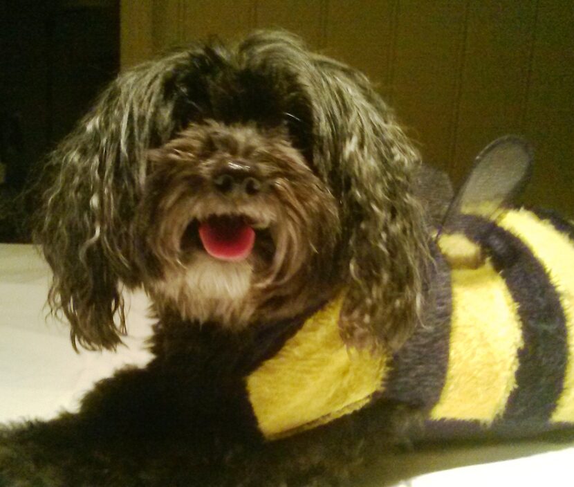 In Wags' other life (and on Halloween), she's a bumblebee. She belongs to Copy Editor Amy Burt.