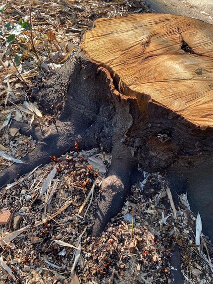 Howard Garrett's 35-year-old bay tree was lost to the freeze, but shoots are emerging from...