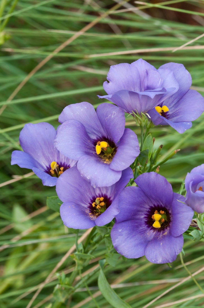 Eustoma exaltatum ssp. russellianum (Texas bluebells) 