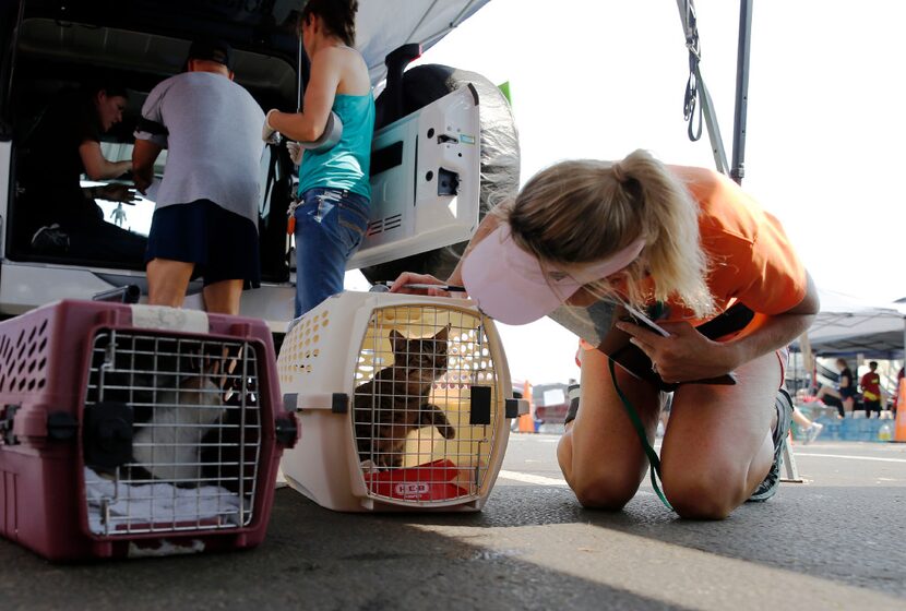 Jennifer Bane of Katy examines a cat for identifying marks to add to its paperwork on Sept....