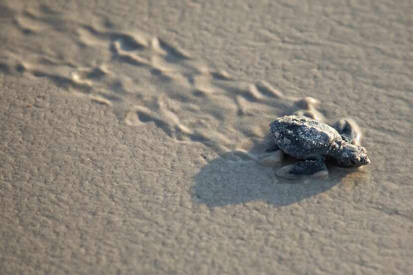A Kemp's ridley sea turtle hatchling walked toward the Gulf of Mexico during Padre Island...