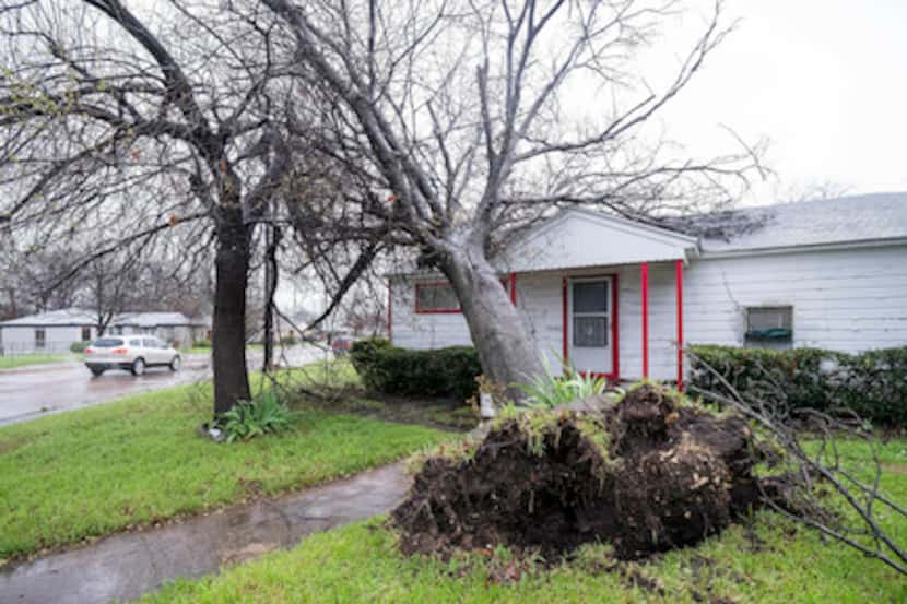 Un árbol derribado por el viento el miércoles por la mañana en Dallas. (Smiley N. Pool/The...