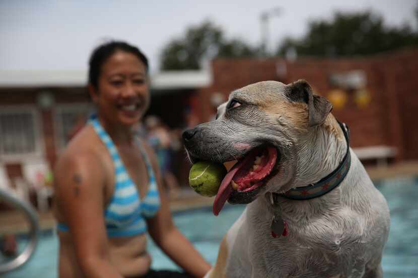 Martha plays with a ball while Lenny Asuncion watches at Paws in the Pool-ooza in Cedar Hill.