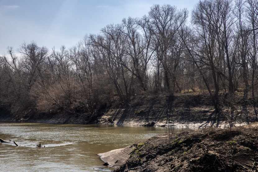 Dormant ash and willow trees line the banks where White Rock Creek meets the Trinity River...