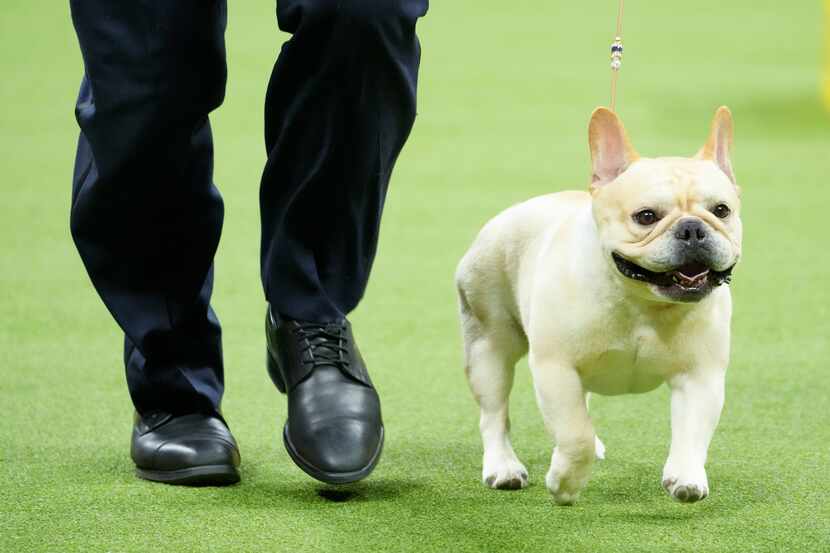 Winston, a French bulldog, competes in the non-sporting group competition during the 147th...