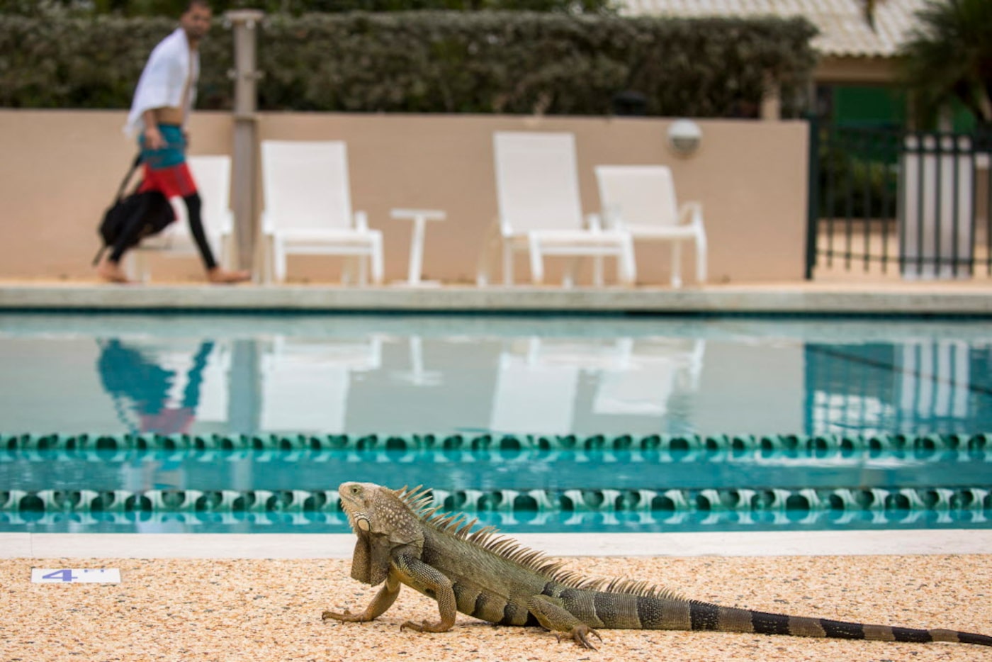 Texas Rangers pitcher Alex Claudio passes on one side as an iguana walks along the other...