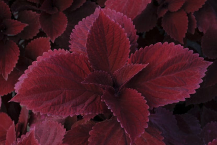 A few hours of direct sun intensifies the colors in new 'Redhead' coleus.