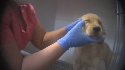 A golden retriever puppy with an untreated eye condition was among the animals found at a...