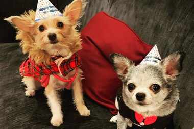 Help shop dog Akeem (right) celebrate his birthday this weekend at Homegrown Hounds Dog Deli...