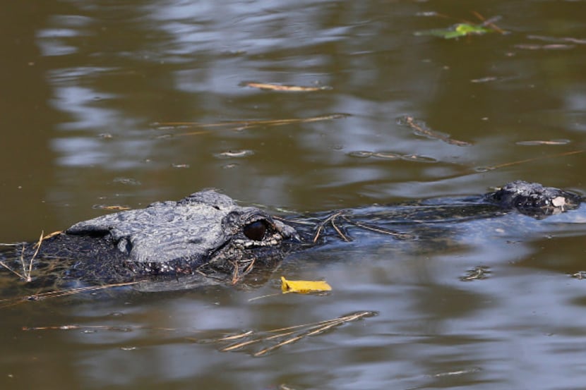 An aliigators pokes its head out in a fenced in area at  Gator Country, the 15-acrer gator...
