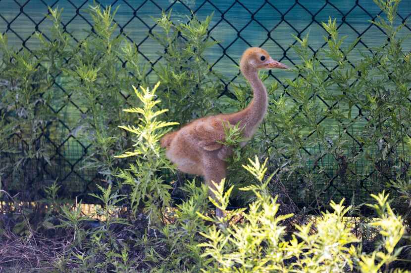 The Dallas Zoo had its first-ever successful hatching of a whooping crane chick on June 10,...