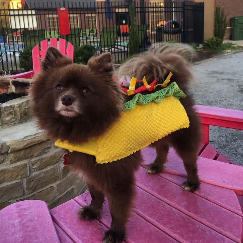 "I'm a taco. But please don't eat me!" says Charlie Brown, a Pomeranian.