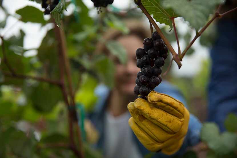 Master gardener Catherine Dean pulls on a Lomanto grape at the vineyard.
