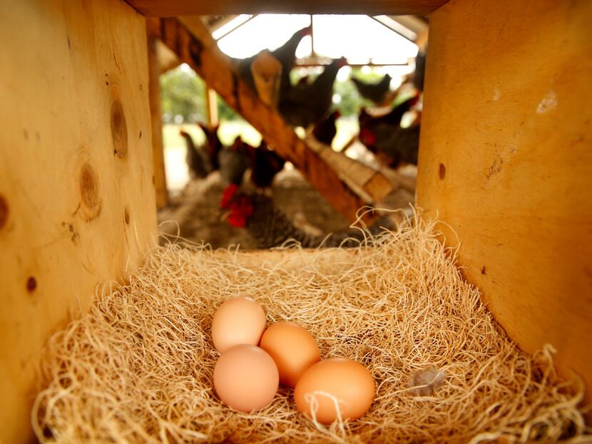 Eggs laid in a nest box of a hen house on the Bois d'Arc farm in Allens Chapel.