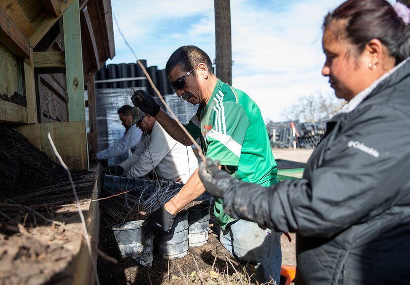 Workers pot trees at Native Texas Nursery on Jan. 10, 2018 in Travis County. The nursery...