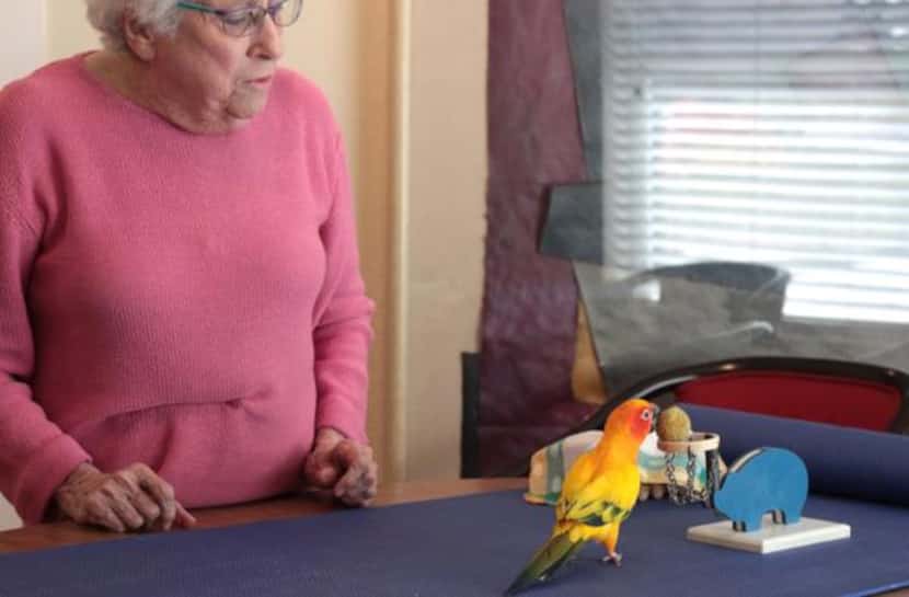 
Adele Taylor and one of her three parrots, Tango, perform a routine in the home of Adele...