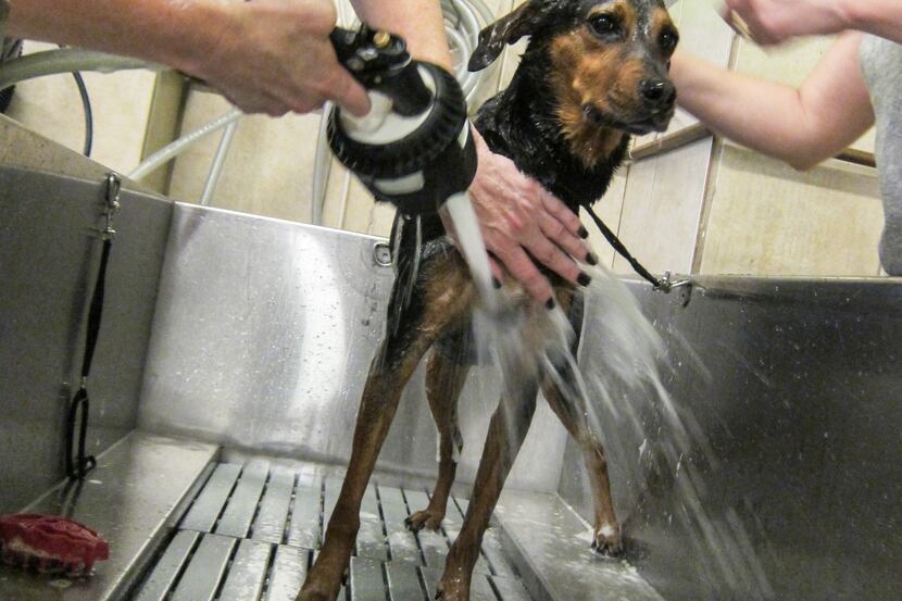 A dog gets a bath for a good cause at the Dirty Dawgz at 14902 Preston Road, at Belt Line Road