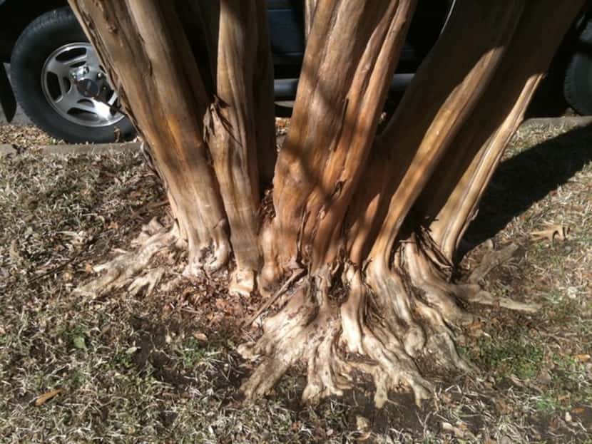 This crape myrtle tree has a properly exposed trunk flare.