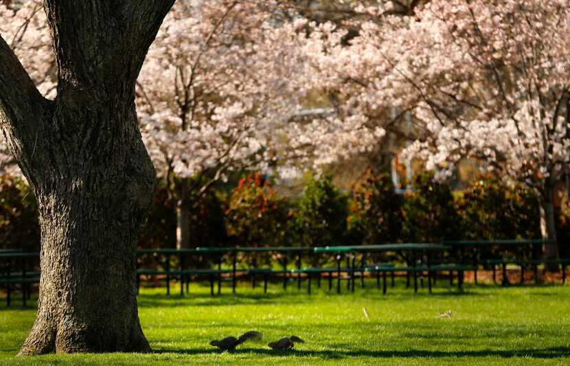 A pair of squirrels chase each other at the Dallas Arboretum, where the cherry trees are in...