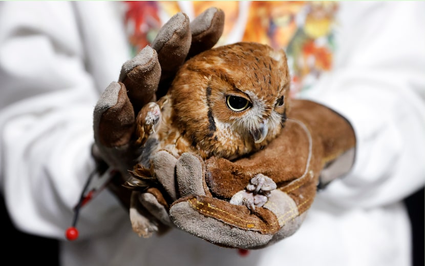 This eastern screech owl was brought to the wildlife center after it flew into a building in...